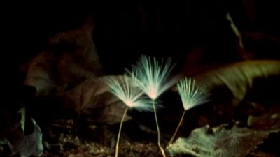 The Secret Life of Plants Poster Landscape Image